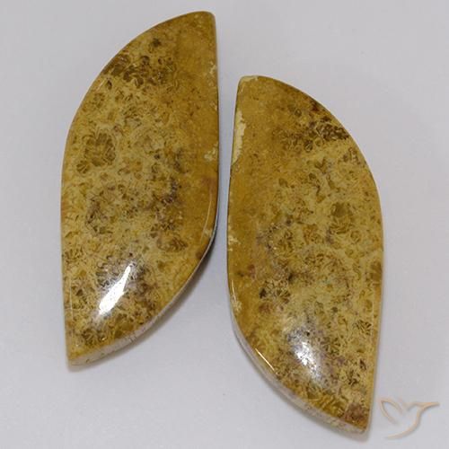 23.61ctw Natürlicher Mehrfarbig Korallen-Fossil, Fantasie, Lichtundurchlässig