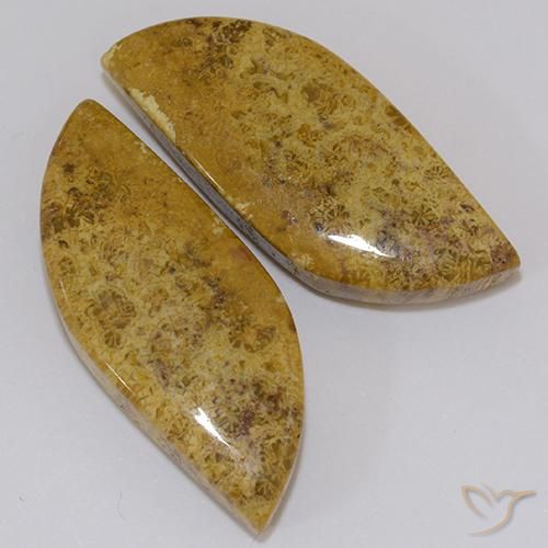 23.61 ct natürliche Mehrfarbig Korallen-Fossil-Edelsteine, Fantasie, Lichtundurchlässig
