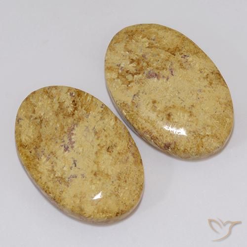 19.18 ct natürliche Mehrfarbig Korallen-Fossil-Edelsteine, Oval, Lichtundurchlässig