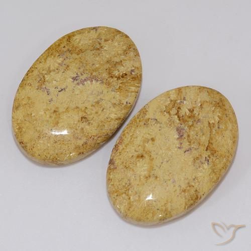 19.18 ct natürliche Mehrfarbig Korallen-Fossil-Edelsteine, Oval, Lichtundurchlässig