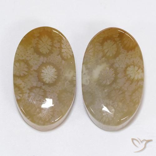 30.48ctw Natürlicher Mehrfarbig Korallen-Fossil, Oval, Lichtundurchlässig