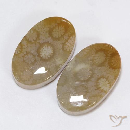 30.48 ct natürliche Mehrfarbig Korallen-Fossil-Edelsteine, Oval, Lichtundurchlässig