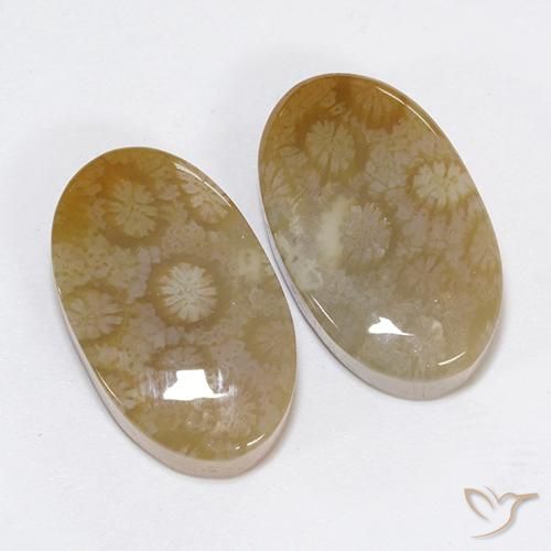 30.48 ct natürliche Mehrfarbig Korallen-Fossil-Edelsteine, Oval, Lichtundurchlässig
