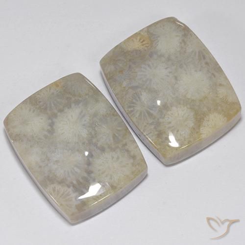 41.05 ct natürliche Mehrfarbig Korallen-Fossil-Edelsteine, Kissen, Lichtundurchlässig