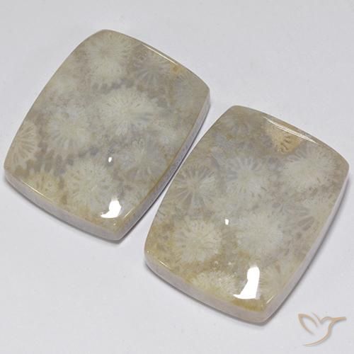 41.05 ct natürliche Mehrfarbig Korallen-Fossil-Edelsteine, Kissen, Lichtundurchlässig