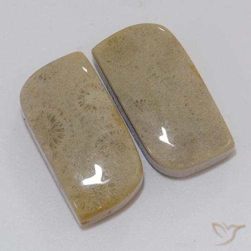 22.46 ct natürliche Mehrfarbig Korallen-Fossil-Edelsteine, Fantasie, Lichtundurchlässig