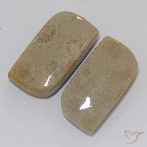 22.46 ct natürliche Mehrfarbig Korallen-Fossil-Edelsteine, Fantasie, Lichtundurchlässig