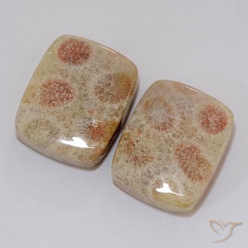 37.10 ct natürliche Mehrfarbig Korallen-Fossil-Edelsteine, Kissen, Lichtundurchlässig