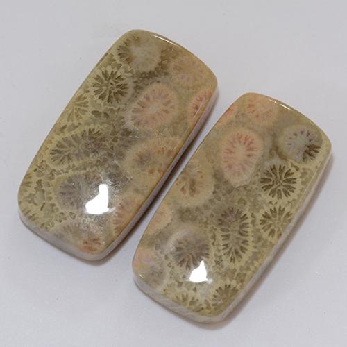 31.95 ct natürliche Mehrfarbig Korallen-Fossil-Edelsteine, Kissen, Lichtundurchlässig