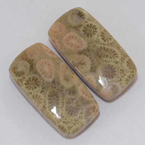 31.95 ct natürliche Mehrfarbig Korallen-Fossil-Edelsteine, Kissen, Lichtundurchlässig