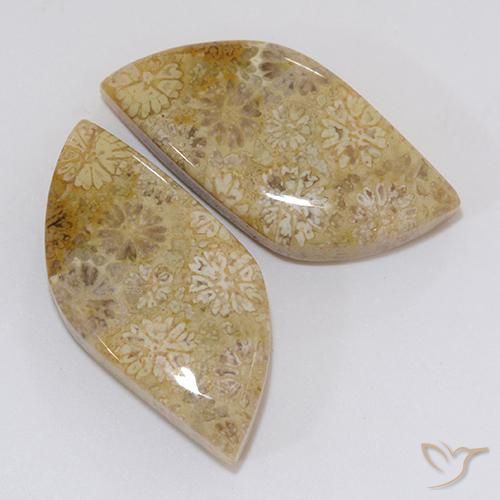 20.45 ct natürliche Mehrfarbig Korallen-Fossil-Edelsteine, Fantasie, Lichtundurchlässig