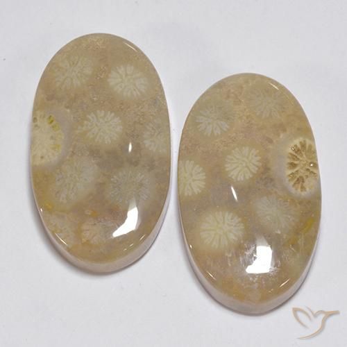 23.63ctw Natürlicher Mehrfarbig Korallen-Fossil, Oval, Lichtundurchlässig