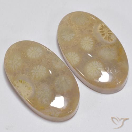 23.63 ct natürliche Mehrfarbig Korallen-Fossil-Edelsteine, Oval, Lichtundurchlässig