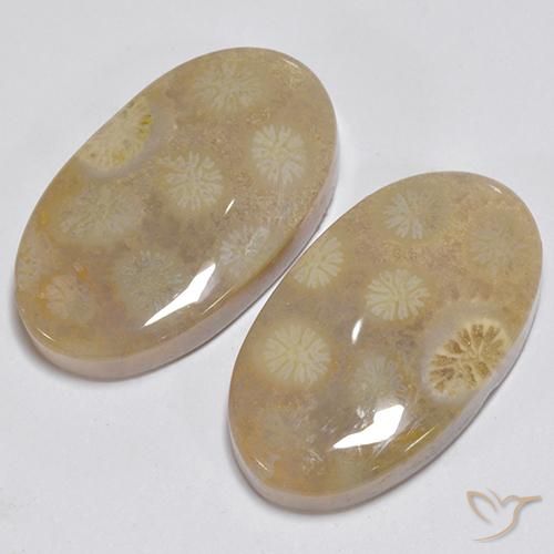 23.63 ct natürliche Mehrfarbig Korallen-Fossil-Edelsteine, Oval, Lichtundurchlässig