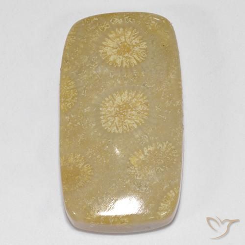 14.52ct Natürlicher Mehrfarbig Korallen-Fossil, Kissen, Lichtundurchlässig