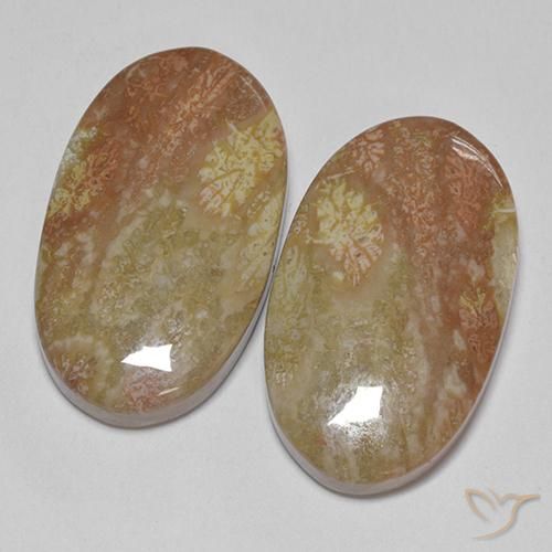 30.58 ct natürliche Mehrfarbig Korallen-Fossil-Edelsteine, Oval, Lichtundurchlässig