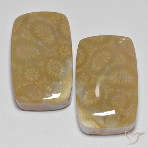 35.99ctw Natürlicher Mehrfarbig Korallen-Fossil, Kissen, Lichtundurchlässig
