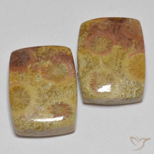 16.64ctw Natürlicher Mehrfarbig Korallen-Fossil, Kissen, Lichtundurchlässig