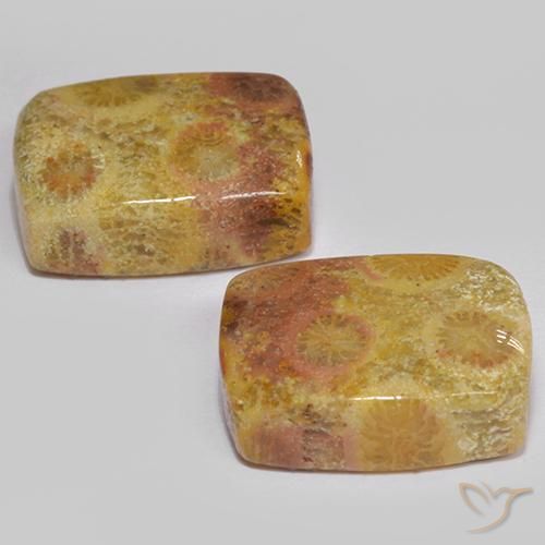 16.64 ct natürliche Mehrfarbig Korallen-Fossil-Edelsteine, Kissen, Lichtundurchlässig
