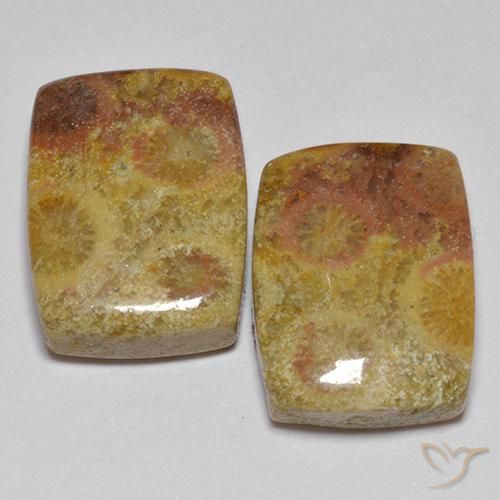 16.64 ct natürliche Mehrfarbig Korallen-Fossil-Edelsteine, Kissen, Lichtundurchlässig