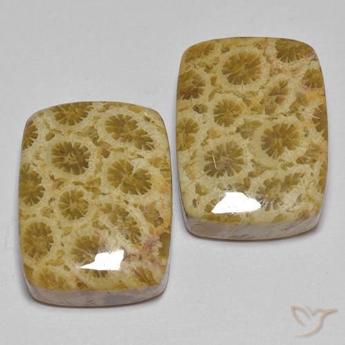 27.28 ct natürliche Mehrfarbig Korallen-Fossil-Edelsteine, Kissen, Lichtundurchlässig