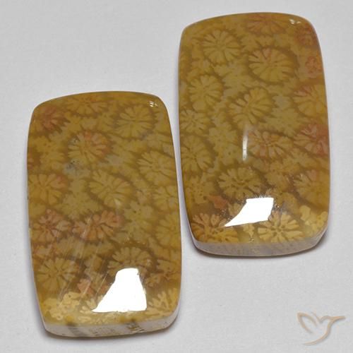 25.75 ct natürliche Mehrfarbig Korallen-Fossil-Edelsteine, Kissen, Lichtundurchlässig