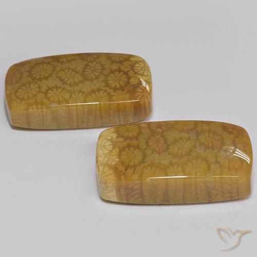 25.75 ct natürliche Mehrfarbig Korallen-Fossil-Edelsteine, Kissen, Lichtundurchlässig