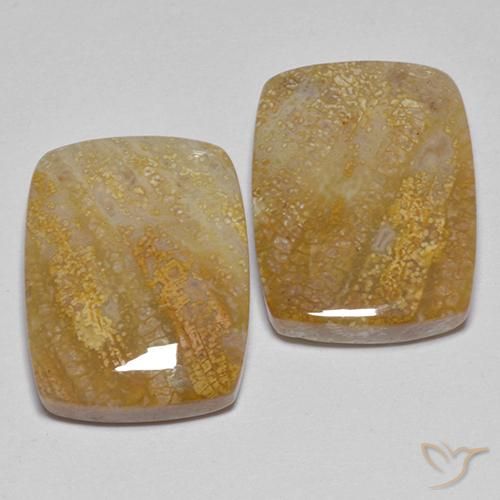 21.49 ct natürliche Mehrfarbig Korallen-Fossil-Edelsteine, Kissen, Lichtundurchlässig