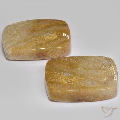 21.49 ct natürliche Mehrfarbig Korallen-Fossil-Edelsteine, Kissen, Lichtundurchlässig