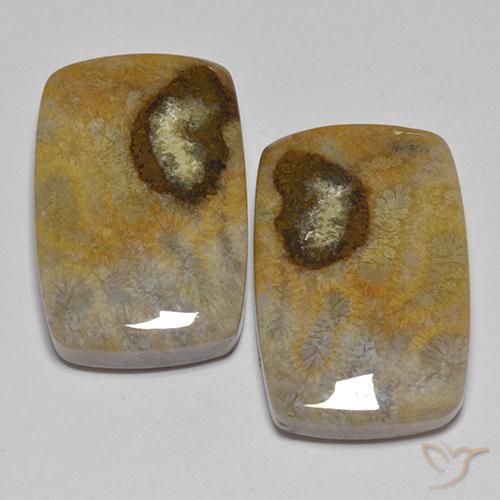 24.86ctw Natürlicher Mehrfarbig Korallen-Fossil, Kissen, Lichtundurchlässig