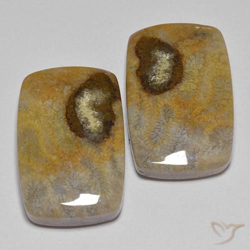 24.86 ct natürliche Mehrfarbig Korallen-Fossil-Edelsteine, Kissen, Lichtundurchlässig