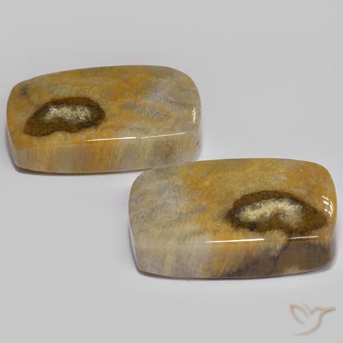 24.86 ct natürliche Mehrfarbig Korallen-Fossil-Edelsteine, Kissen, Lichtundurchlässig