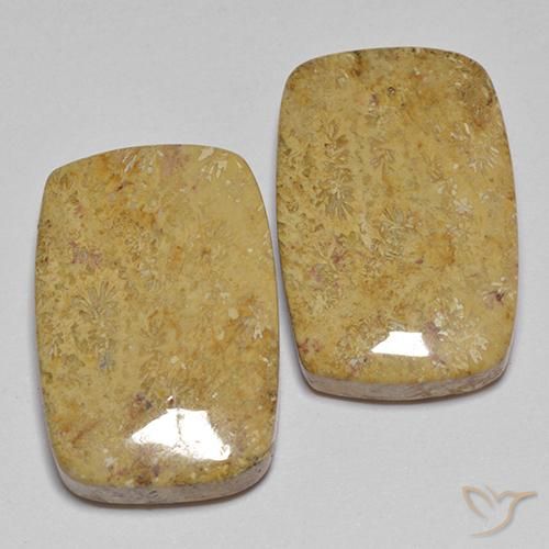 28.04 ct natürliche Mehrfarbig Korallen-Fossil-Edelsteine, Kissen, Lichtundurchlässig