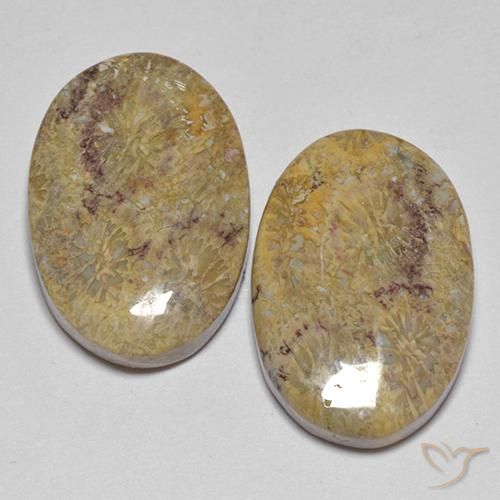 17.68ctw Natürlicher Mehrfarbig Korallen-Fossil, Oval, Lichtundurchlässig