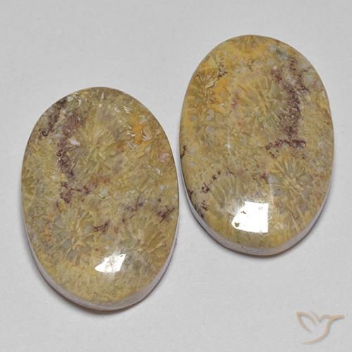 17.68 ct natürliche Mehrfarbig Korallen-Fossil-Edelsteine, Oval, Lichtundurchlässig