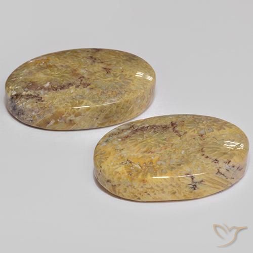 17.68 ct natürliche Mehrfarbig Korallen-Fossil-Edelsteine, Oval, Lichtundurchlässig