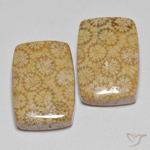22.29 ct natürliche Mehrfarbig Korallen-Fossil-Edelsteine, Kissen, Lichtundurchlässig