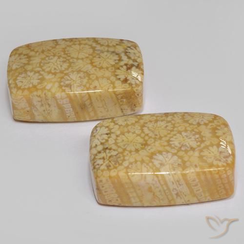22.29 ct natürliche Mehrfarbig Korallen-Fossil-Edelsteine, Kissen, Lichtundurchlässig