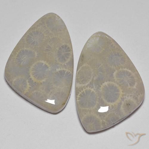 27.77 ct natürliche Mehrfarbig Korallen-Fossil-Edelsteine, Ausgefallene Form, Lichtundurchlässig