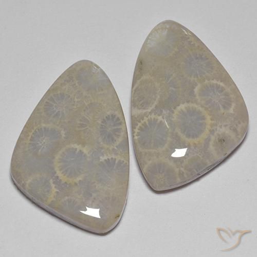 27.77 ct natürliche Mehrfarbig Korallen-Fossil-Edelsteine, Ausgefallene Form, Lichtundurchlässig