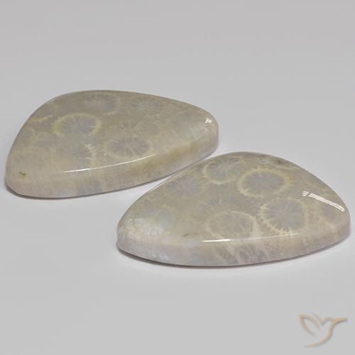 27.77 ct natürliche Mehrfarbig Korallen-Fossil-Edelsteine, Ausgefallene Form, Lichtundurchlässig