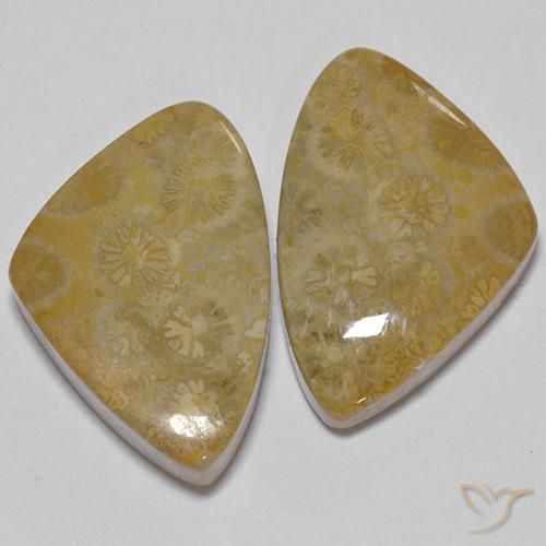 29.23ctw Natürlicher Mehrfarbig Korallen-Fossil, Fantasie, Lichtundurchlässig