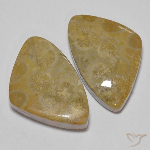 29.23 ct natürliche Mehrfarbig Korallen-Fossil-Edelsteine, Fantasie, Lichtundurchlässig