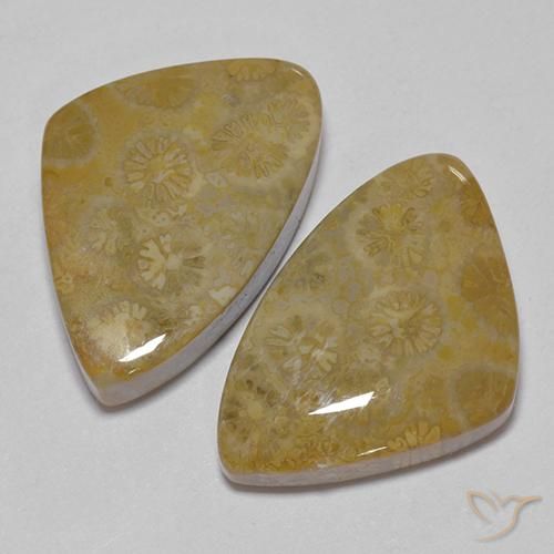 29.23 ct natürliche Mehrfarbig Korallen-Fossil-Edelsteine, Fantasie, Lichtundurchlässig