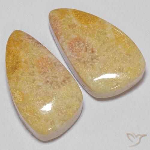 20.83 ct natürliche Mehrfarbig Korallen-Fossil-Edelsteine, Fantasie, Lichtundurchlässig