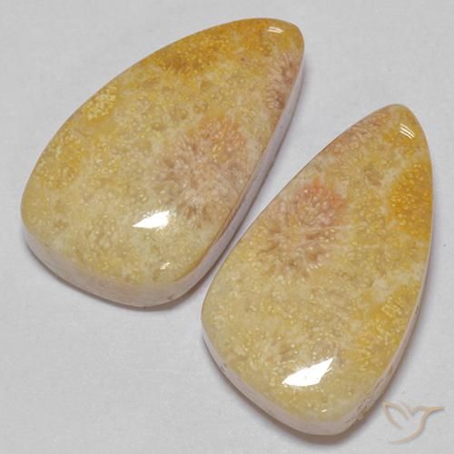 20.83 ct natürliche Mehrfarbig Korallen-Fossil-Edelsteine, Fantasie, Lichtundurchlässig