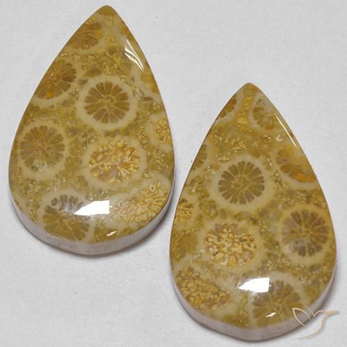 17.56 ct natürliche Mehrfarbig Korallen-Fossil-Edelsteine, Birnenform, Lichtundurchlässig