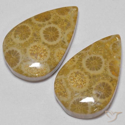 17.56 ct natürliche Mehrfarbig Korallen-Fossil-Edelsteine, Birnenform, Lichtundurchlässig