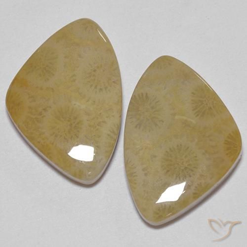 23.43ctw Natürlicher Mehrfarbig Korallen-Fossil, Fantasie, Lichtundurchlässig