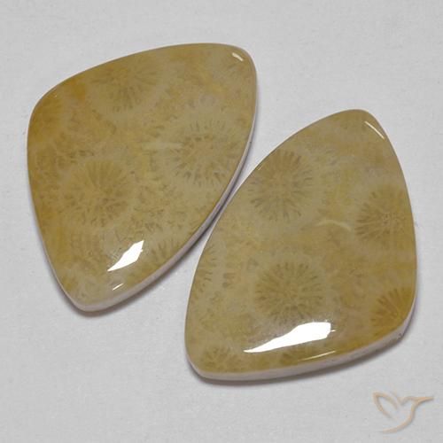 23.43 ct natürliche Mehrfarbig Korallen-Fossil-Edelsteine, Fantasie, Lichtundurchlässig